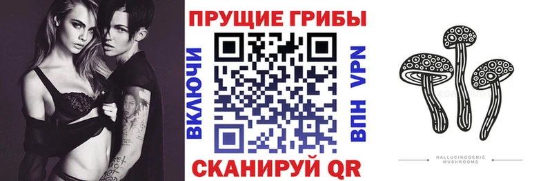 сколько стоит  Петухово  Псилоцибиновые грибы Psilocybe 